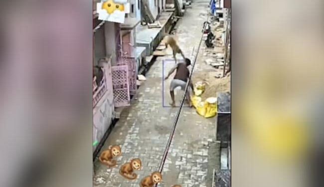 Watch: बंदर ने WWE-स्टाइल में शख्स को दी पटखनी, यूर्जस को जॉन सीना की आई याद