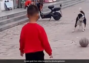 Child Playing Football With A Dog Will Make You Smile See Viral Video