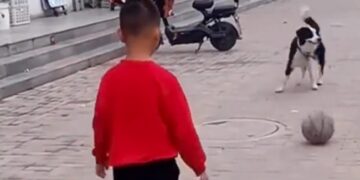 Child Playing Football With A Dog Will Make You Smile See Viral Video