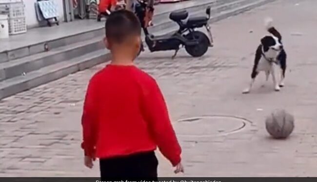 Child Playing Football With A Dog Will Make You Smile See Viral Video