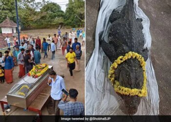 Vegetarian Crocodile Babiya Passed Away At The Sri Ananthapadmanabha Sawmy Temple Kerala