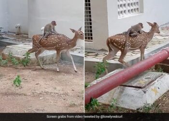 Monkey Sit On Deer Back Hitches A Ride Will Leave You Amused See Viral Video – बंदर ने हिरण की पीठ पर बैठकर की सवारी, मजेदार Video देख लोगों ने कहा