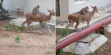 Monkey Sit On Deer Back Hitches A Ride Will Leave You Amused See Viral Video – बंदर ने हिरण की पीठ पर बैठकर की सवारी, मजेदार Video देख लोगों ने कहा