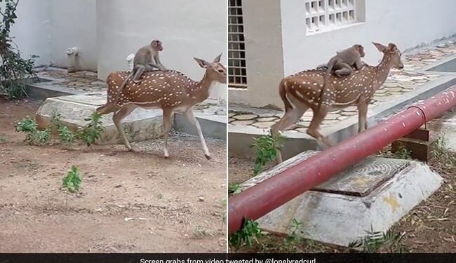 Monkey Sit On Deer Back Hitches A Ride Will Leave You Amused See Viral Video – बंदर ने हिरण की पीठ पर बैठकर की सवारी, मजेदार Video देख लोगों ने कहा