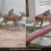 Monkey Sit On Deer Back Hitches A Ride Will Leave You Amused See Viral Video – बंदर ने हिरण की पीठ पर बैठकर की सवारी, मजेदार Video देख लोगों ने कहा