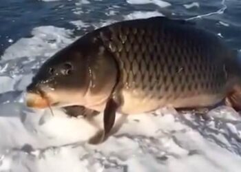 Shocking Video: Video Of This Strange Fish Sitting Like A Frog Is Going Viral On Social Media