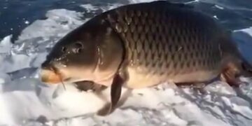 Shocking Video: Video Of This Strange Fish Sitting Like A Frog Is Going Viral On Social Media