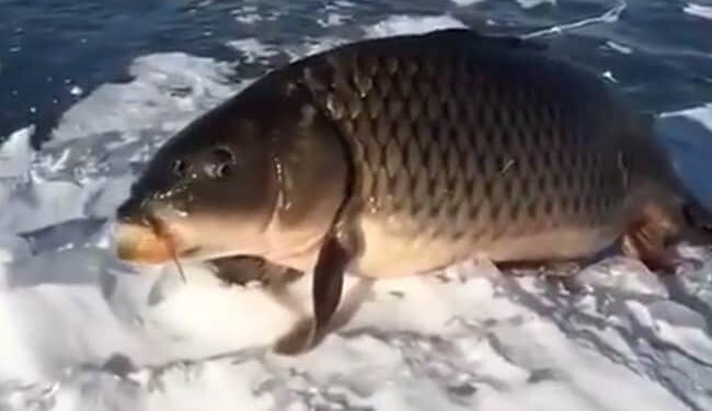 Shocking Video: Video Of This Strange Fish Sitting Like A Frog Is Going Viral On Social Media