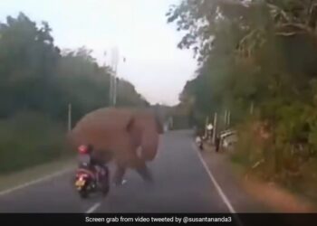 Scooty Rider Almost Hits Elephant Crossing Road Then What Happened Next You Will Be Shocked See Viral Video