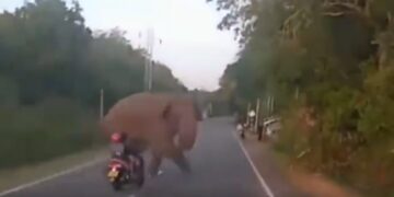 Scooty Rider Almost Hits Elephant Crossing Road Then What Happened Next You Will Be Shocked See Viral Video