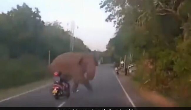Scooty Rider Almost Hits Elephant Crossing Road Then What Happened Next You Will Be Shocked See Viral Video