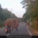 Scooty Rider Almost Hits Elephant Crossing Road Then What Happened Next You Will Be Shocked See Viral Video