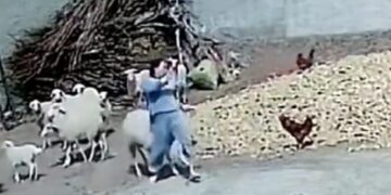 Woman Hit The Chicken With A Stone Sheep Hit Her Then Woman Jumped And This Happened See Viral Video