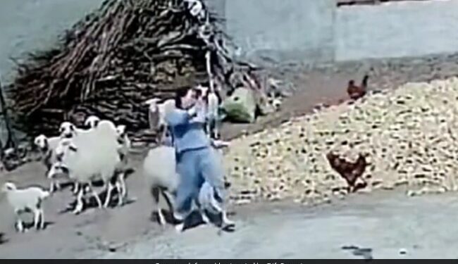 Woman Hit The Chicken With A Stone Sheep Hit Her Then Woman Jumped And This Happened See Viral Video