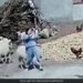 Woman Hit The Chicken With A Stone Sheep Hit Her Then Woman Jumped And This Happened See Viral Video