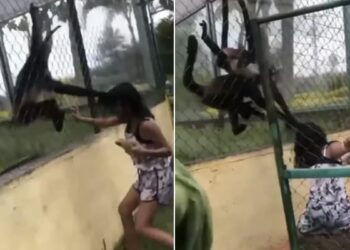 Monkey Taught A Lesson To Girl: Spider Monkeys Grab Girl By Her Hair