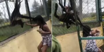Monkey Taught A Lesson To Girl: Spider Monkeys Grab Girl By Her Hair