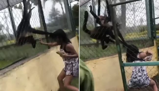Monkey Taught A Lesson To Girl: Spider Monkeys Grab Girl By Her Hair