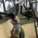 Monkey Taught A Lesson To Girl: Spider Monkeys Grab Girl By Her Hair