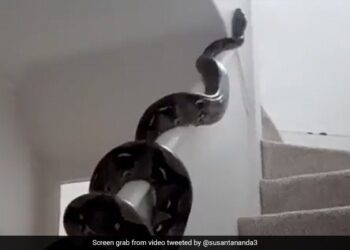 Ifs Officer Susanta Nanda Shares Huge Python Video | Viral Video Of Huge Python Slithering Across Wall