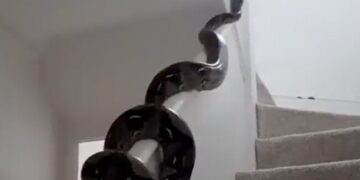 Ifs Officer Susanta Nanda Shares Huge Python Video | Viral Video Of Huge Python Slithering Across Wall