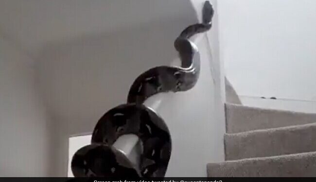 Ifs Officer Susanta Nanda Shares Huge Python Video | Viral Video Of Huge Python Slithering Across Wall