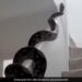 Ifs Officer Susanta Nanda Shares Huge Python Video | Viral Video Of Huge Python Slithering Across Wall
