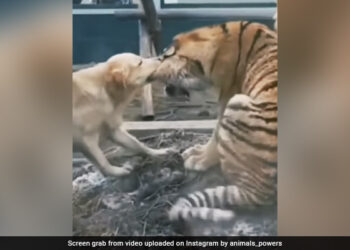 Dog Trying To Bite Off Tiger Ear Then What Happened Next Internet Stuns See Viral Video