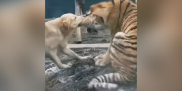 Dog Trying To Bite Off Tiger Ear Then What Happened Next Internet Stuns See Viral Video