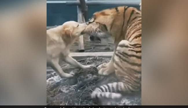 Dog Trying To Bite Off Tiger Ear Then What Happened Next Internet Stuns See Viral Video