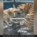 Dog Trying To Bite Off Tiger Ear Then What Happened Next Internet Stuns See Viral Video