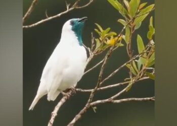 Have You Ever Seen A Bird Smoking: Viral Video Of Smoking Bird | Smoking Bird Video Captured By Photographer Shares Post On Twitter