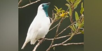 Have You Ever Seen A Bird Smoking: Viral Video Of Smoking Bird | Smoking Bird Video Captured By Photographer Shares Post On Twitter