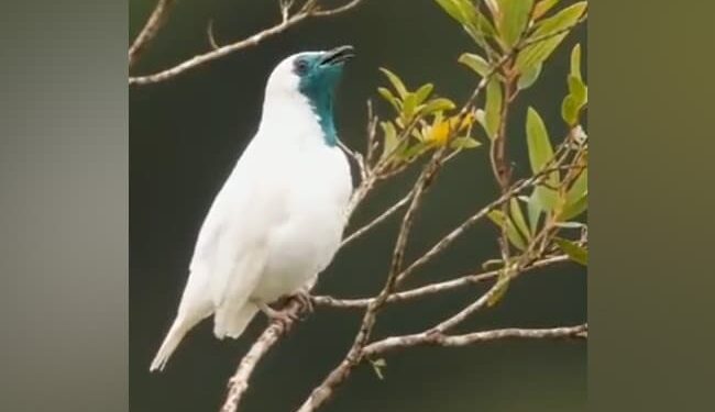 Have You Ever Seen A Bird Smoking: Viral Video Of Smoking Bird | Smoking Bird Video Captured By Photographer Shares Post On Twitter