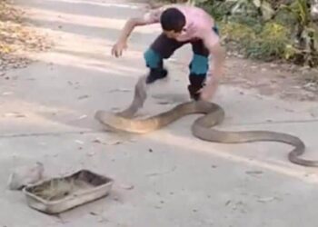 The Man Was Holding The Angry King Cobra With Bare Hands, Opened The Jaw And Jumped Loudly, Then…