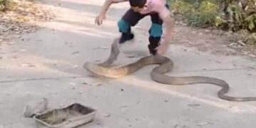 The Man Was Holding The Angry King Cobra With Bare Hands, Opened The Jaw And Jumped Loudly, Then…