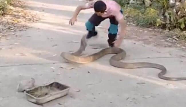 The Man Was Holding The Angry King Cobra With Bare Hands, Opened The Jaw And Jumped Loudly, Then…