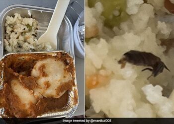Passenger Tweets About Cockroach In Meal, Air Vistara Responds, Photo Went Viral On Social Medi