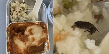 Passenger Tweets About Cockroach In Meal, Air Vistara Responds, Photo Went Viral On Social Medi