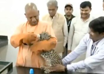 Yogi Adityanath Was Seen Feeding A Leopard Baby, The Video Went Viral On Social Media