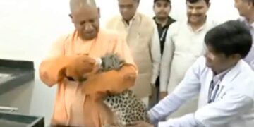 Yogi Adityanath Was Seen Feeding A Leopard Baby, The Video Went Viral On Social Media
