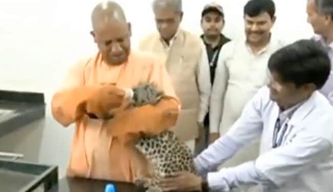 Yogi Adityanath Was Seen Feeding A Leopard Baby, The Video Went Viral On Social Media