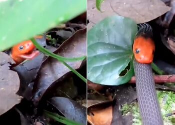 Scary Snake VIDEO: Snake Swallowing Another Snake Video Viral On Social Media