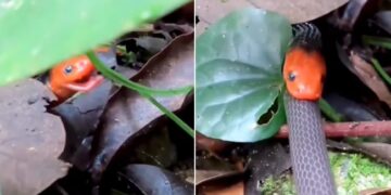 Scary Snake VIDEO: Snake Swallowing Another Snake Video Viral On Social Media