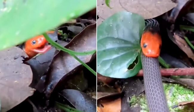 Scary Snake VIDEO: Snake Swallowing Another Snake Video Viral On Social Media