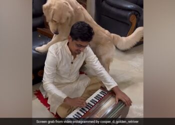 Dog Curious Reaction To Harmonium Sound Internet Loves It See Cute Viral Video