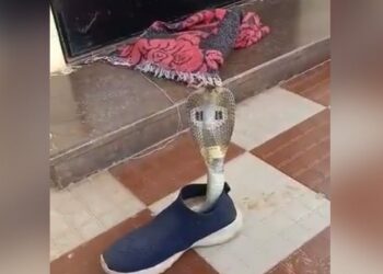 King Cobra Viral Video: Viral Video Dangerou Cobra Snake Hiding Inside Shoe In Mysore Karnataka
