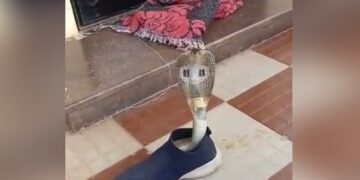 King Cobra Viral Video: Viral Video Dangerou Cobra Snake Hiding Inside Shoe In Mysore Karnataka