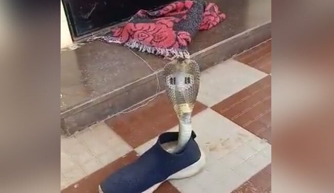 King Cobra Viral Video: Viral Video Dangerou Cobra Snake Hiding Inside Shoe In Mysore Karnataka