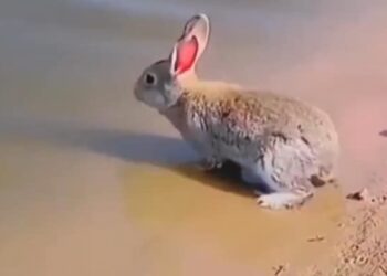 Rabbit Swims In River Video : This Rare Video Of Rabbit Swimming & Enjoying Water